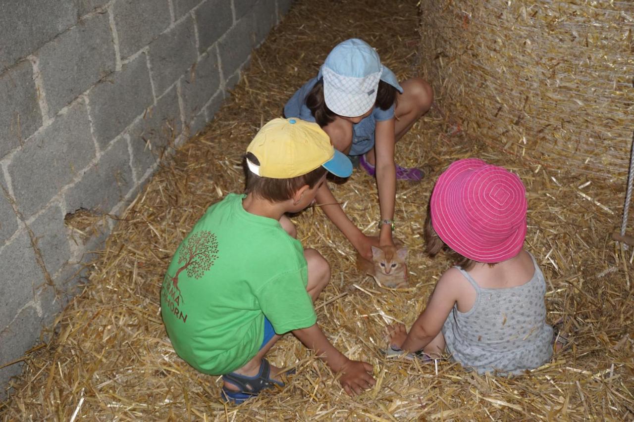 Kinderbauernhof Salmanner Steinbach an der Steyr Exteriér fotografie